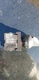 Eaton M22-K10 block (x2) Black switch Contact Block 