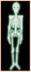 Plastic Nite-Glo Skeleton of Size 4' for Halloween - Beistle