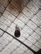 New IFM Brand new one pressure sensor PN7092 replace PN7002
